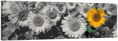 Sun Flowers Color Pop Canvas Art Print - Garden & Floral Landscape Art