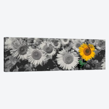 Sun Flowers Color Pop Canvas Print #ICA1203} by Panoramic Images Canvas Art Print