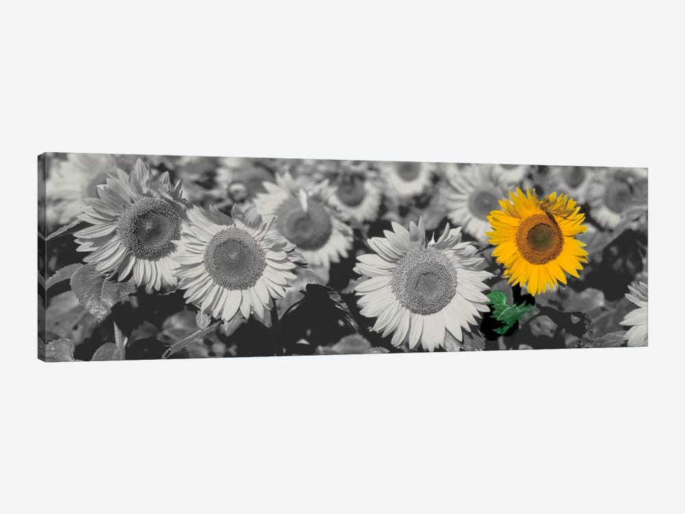 Sun Flowers Color Pop by Panoramic Images 1-piece Art Print