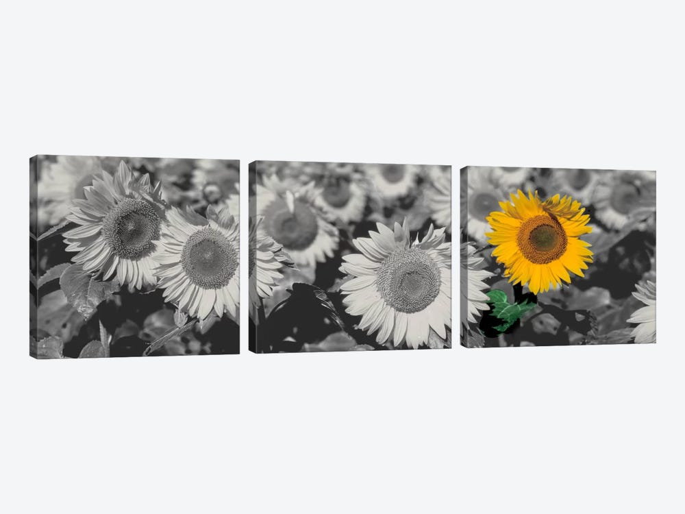 Sun Flowers Color Pop by Panoramic Images 3-piece Canvas Print