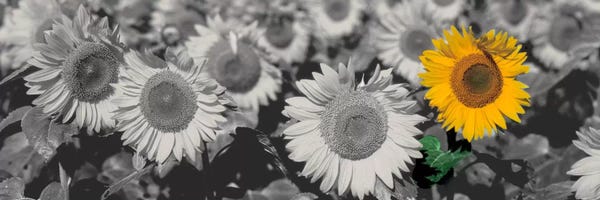 Panoramic Images: Sun Flowers Color Pop by Panoramic Images