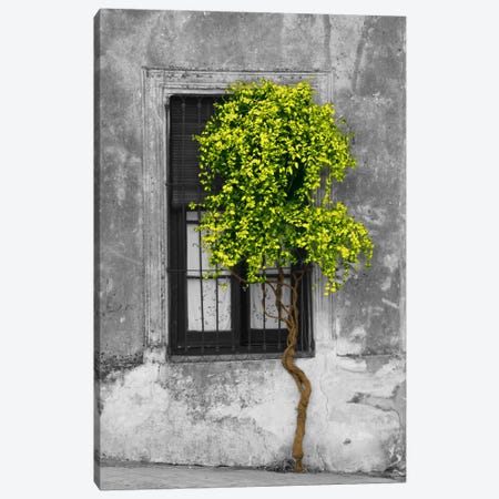 Tree in Front of Window Green Pop Color Pop Canvas Print #ICA1205} by Panoramic Images Canvas Wall Art