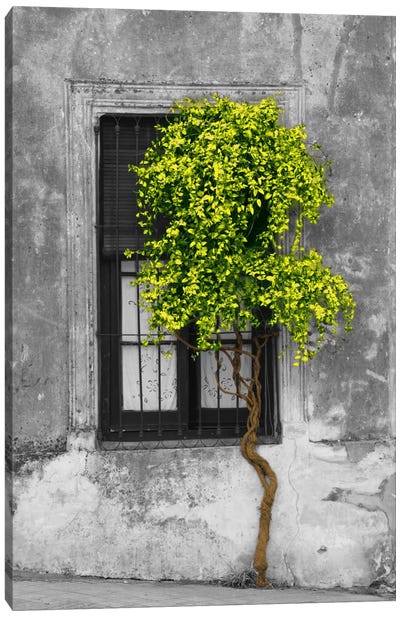 Tree in Front of Window Green Pop Color Pop Canvas Art Print - Architecture Art