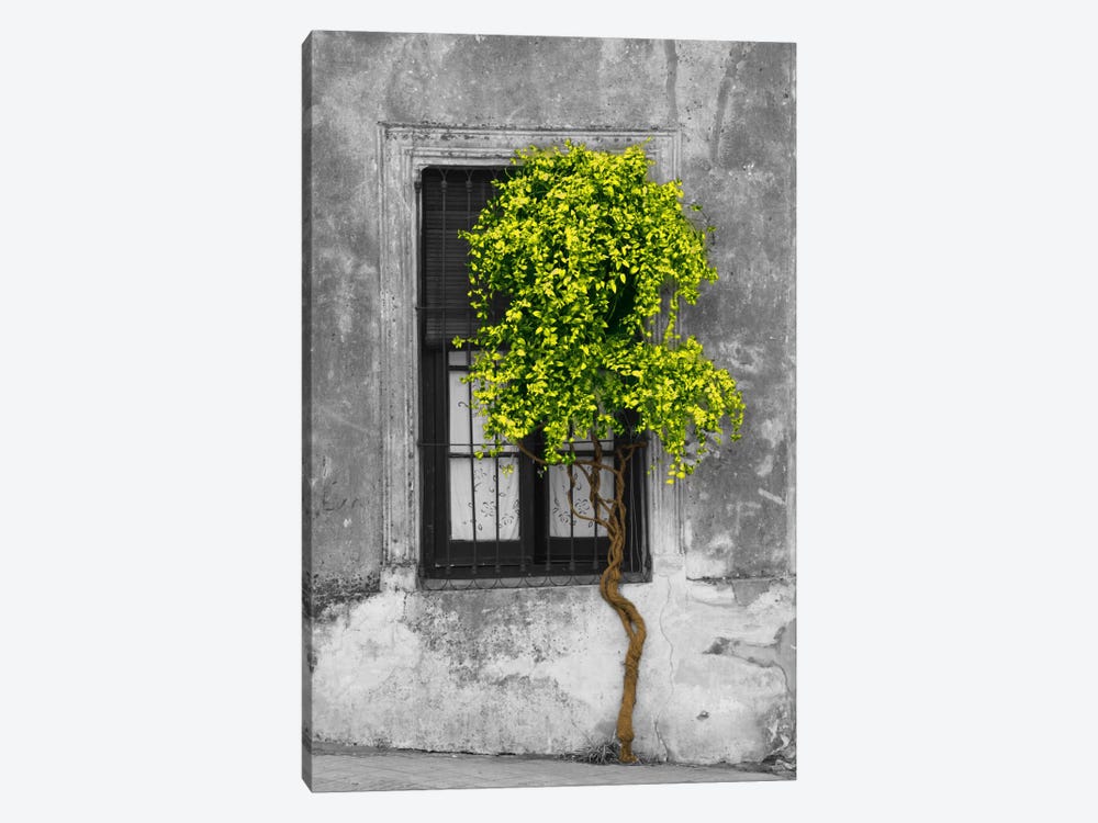 Tree in Front of Window Green Pop Color Pop by Panoramic Images 1-piece Art Print