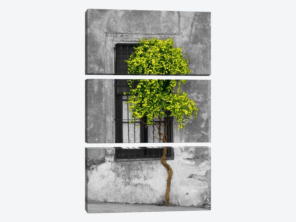 Tree in Front of Window Green Pop Color Pop by Panoramic Images 3-piece Art Print
