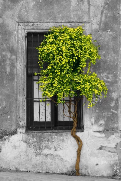 Panoramic Images: Tree in Front of Window Green Pop Color Pop by Panoramic Images