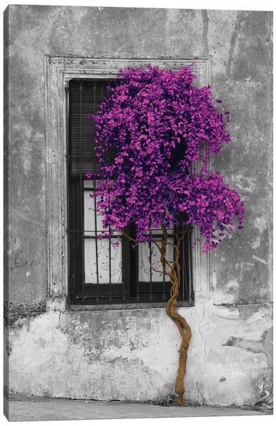Tree in Front of Window Purple Pop Color Pop Canvas Art Print - Window Art