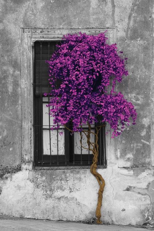 Tree in Front of Window Purple Pop Color Pop by Panoramic Images wall art