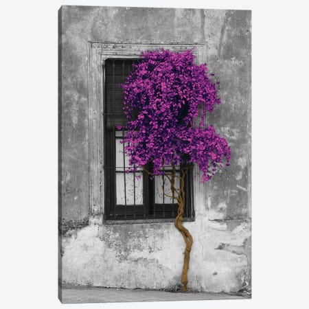 Tree in Front of Window Purple Pop Color Pop Canvas Print #ICA1207} by Panoramic Images Canvas Artwork