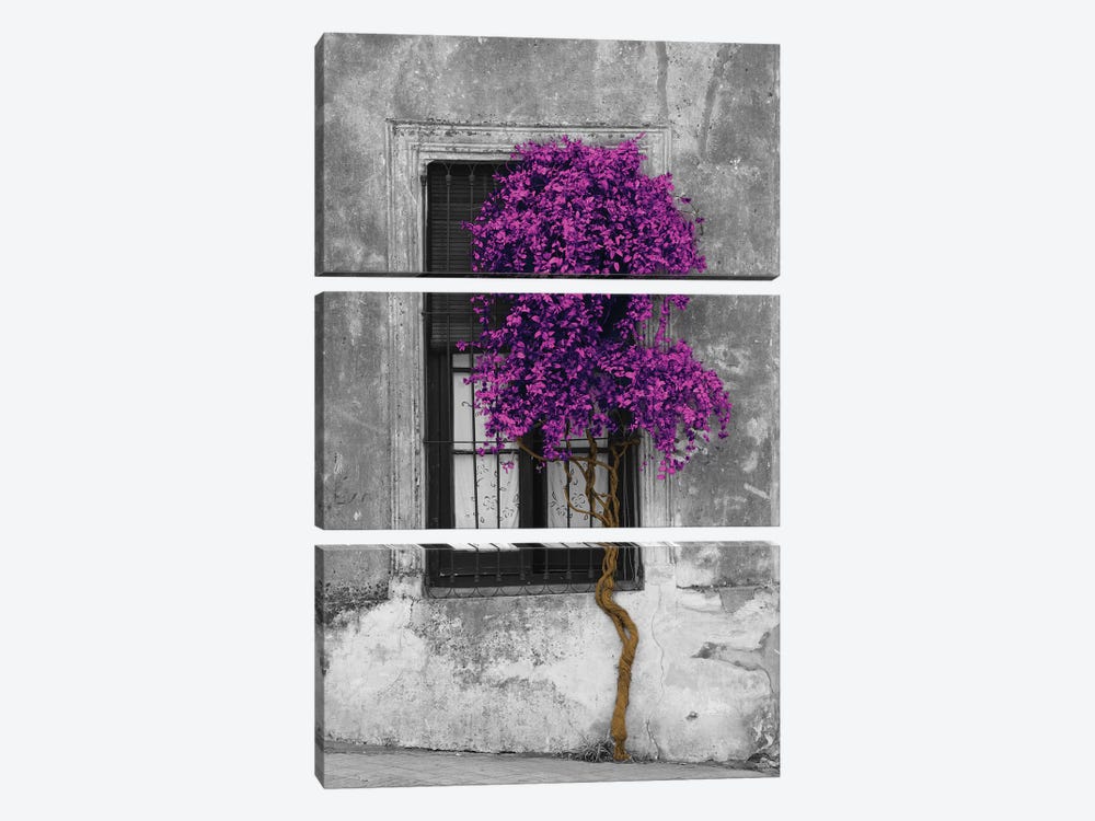 Tree in Front of Window Purple Pop Color Pop by Panoramic Images 3-piece Canvas Art Print