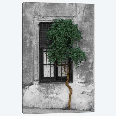 Tree in Front of Window Evergreen Pop Color Pop Canvas Print #ICA1208} by Panoramic Images Canvas Print