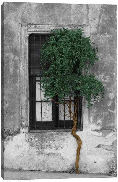 Tree in Front of Window Evergreen Pop Color Pop Canvas Art Print - Color Pop Collection