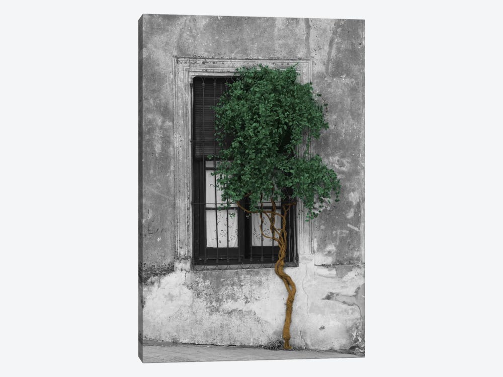 Tree in Front of Window Evergreen Pop Color Pop by Panoramic Images 1-piece Canvas Art