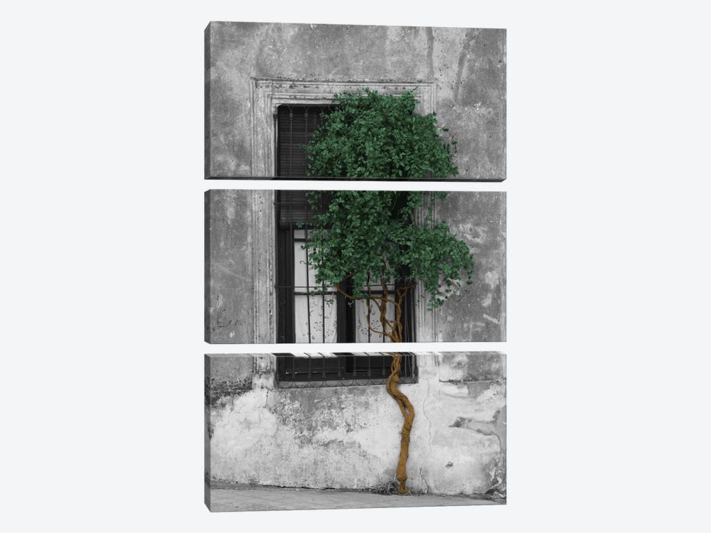 Tree in Front of Window Evergreen Pop Color Pop by Panoramic Images 3-piece Canvas Wall Art
