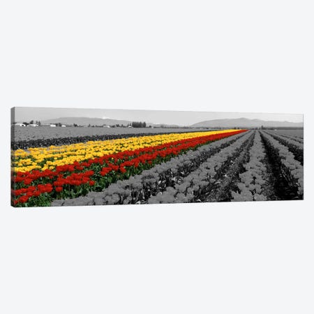 Tulip Field, Mount Vernon, Washington State, USA Color Pop Canvas Print #ICA1209} by Panoramic Images Art Print