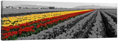 Tulip Field, Mount Vernon, Washington State, USA Color Pop Canvas Art Print