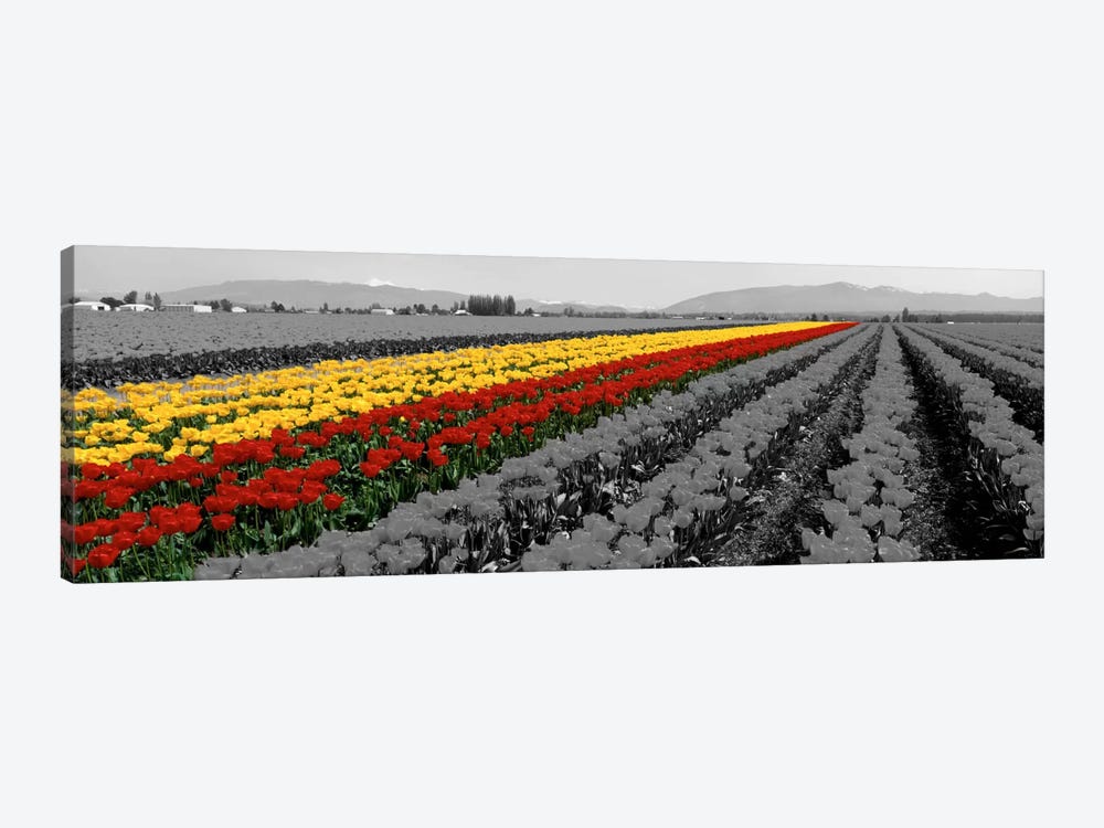 Tulip Field, Mount Vernon, Washington State, USA Color Pop by Panoramic Images 1-piece Art Print