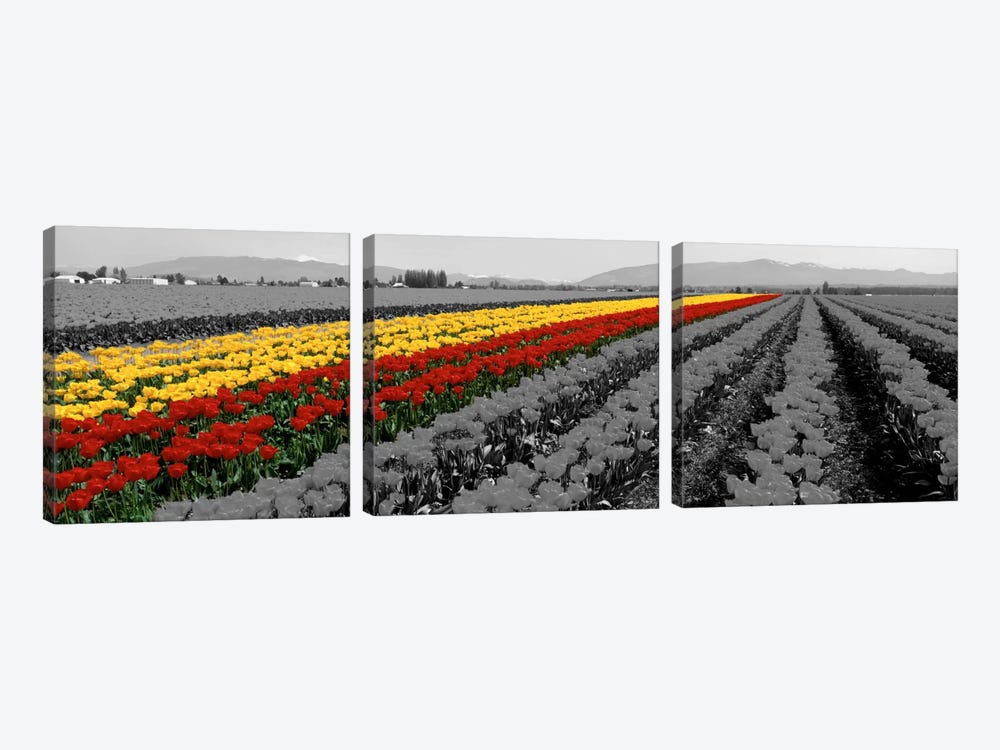 Tulip Field, Mount Vernon, Washington State, USA Color Pop 3-piece Canvas Print