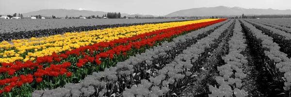 Color Pop Photography: Tulip Field, Mount Vernon, Washington State, USA Color Pop by Panoramic Images