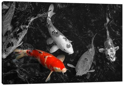 Koi Carp In Japan Color Pop Canvas Art Print - Koi Fish Art