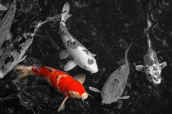 Koi: Koi Carp In Japan Color Pop by Unknown Artist