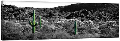 Saguaro cactus (Carnegiea gigantea) in a field, Sonoran Desert, Arizona, USA Color Pop Canvas Art Print - Panoramic Photography