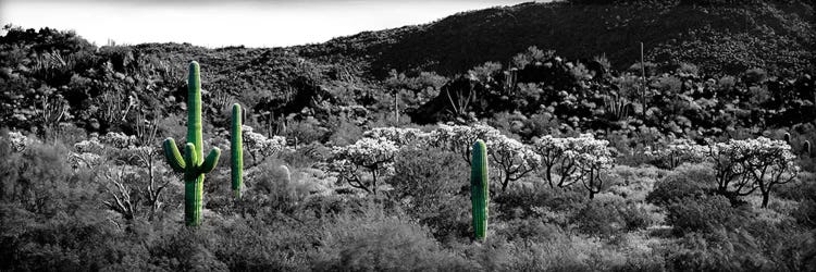 Saguaro cactus (Carnegiea gigantea) in a field, Sonoran Desert, Arizona, USA Color Pop