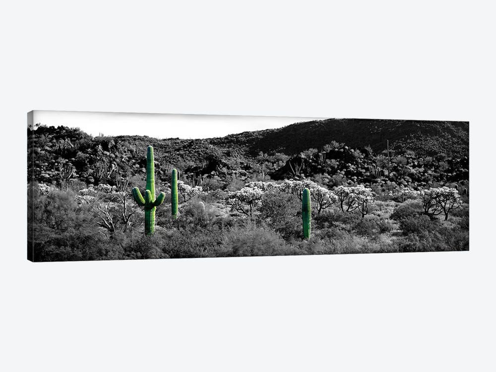 Saguaro cactus (Carnegiea gigantea) in a field, Sonoran Desert, Arizona, USA Color Pop by Panoramic Images 1-piece Canvas Art Print