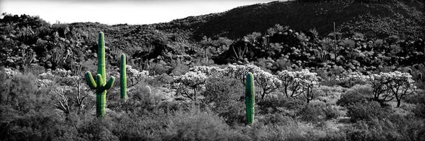 Black & White Scenic Art: Saguaro cactus (Carnegiea gigantea) in a field, Sonoran Desert, Arizona, USA Color Pop by Panoramic Images