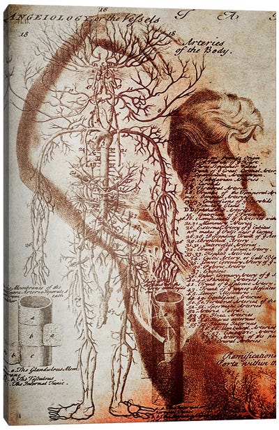 Victorian Anatomy Canvas Art Print - Ginger