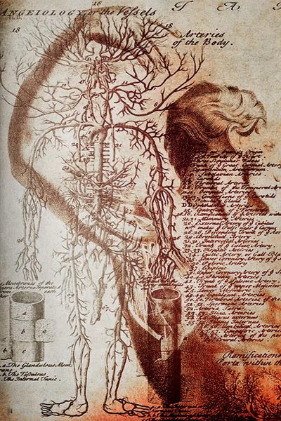 Science: Victorian Anatomy by 5by5collective