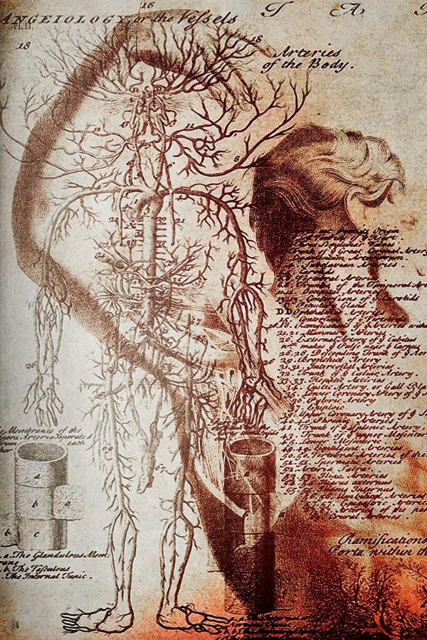 Vintage Medical Illustrations