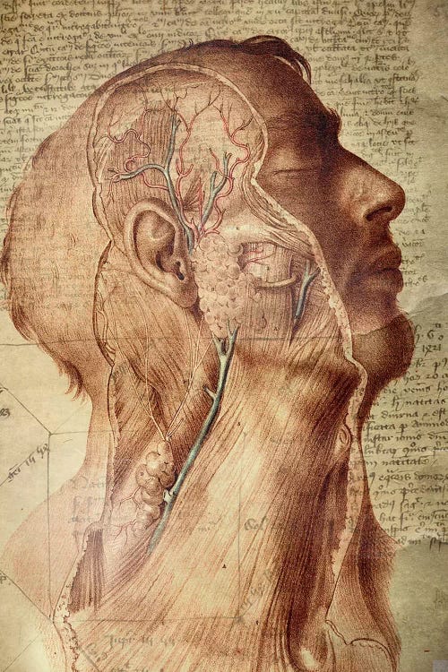 Vascular Mind