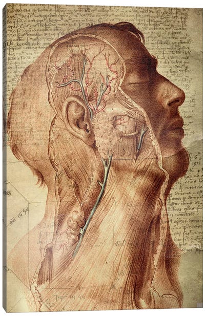 Vascular Mind Canvas Art Print - Ginger