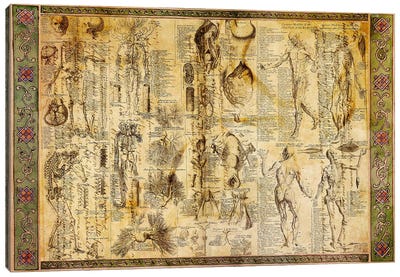 Anatomical Chart Canvas Art Print - Antique & Collectible Art