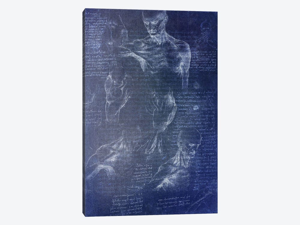 Anatomical Blueprint I by 5by5collective 1-piece Canvas Print