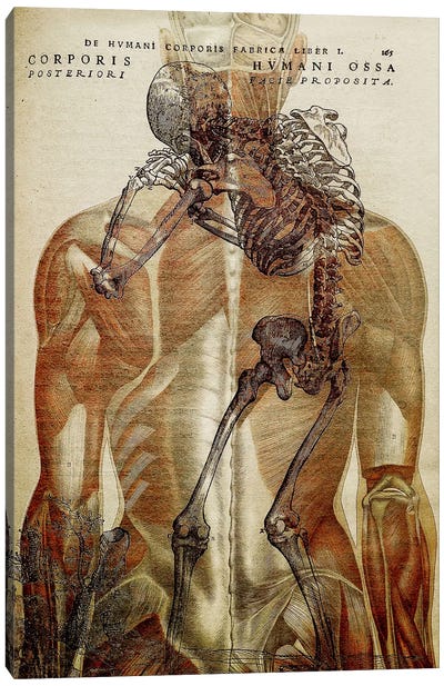 Corporis Hvmani Canvas Art Print - Anatomy Art