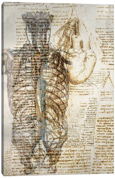 Vitruvian Kardia Canvas Art Print - Anatomy Art