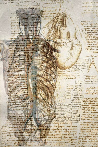 Skeletons: Vitruvian Kardia by 5by5collective