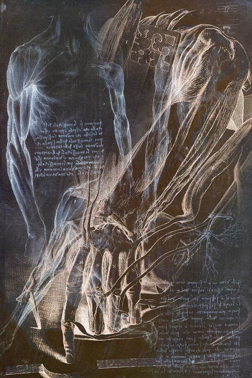 Anatomical Blueprint II