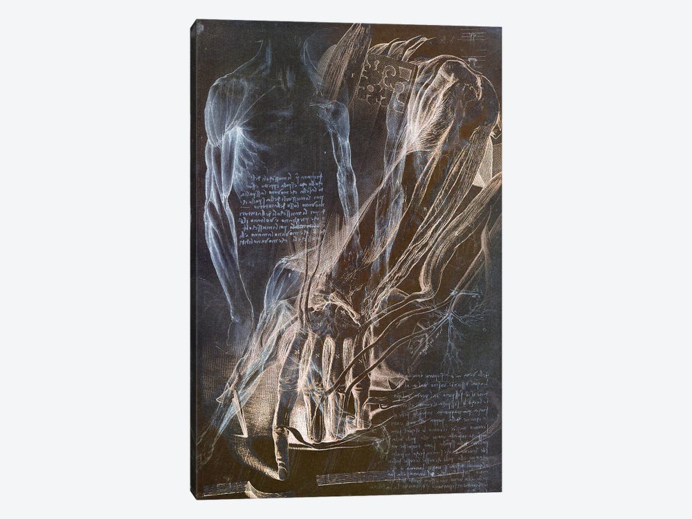 Anatomical Blueprint II by 5by5collective 1-piece Canvas Wall Art