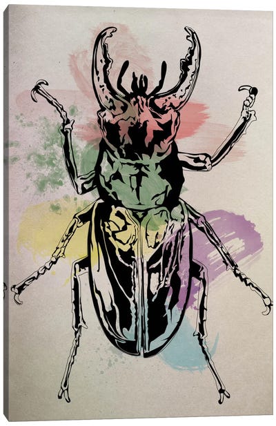 Beetle Specimine Canvas Art Print - Beetle Art