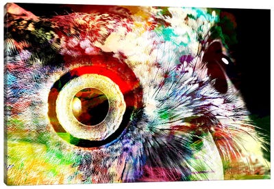 Color Rich Canvas Art Print - Owl Art