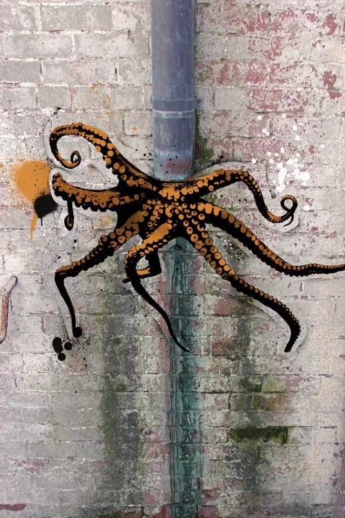 Octopus on the Loose