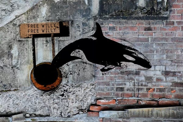 Orcas: Into the Wild by 5by5collective