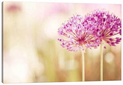 Bloom Canvas Art Print - Allium Art
