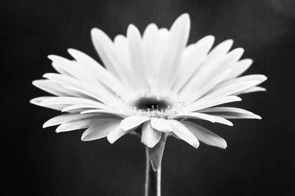 Black & White Florals: Daisy by Carolyn Cochrane