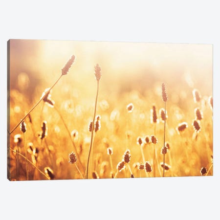 Nothing Gold Can Stay Canvas Print #ICS127} by Carolyn Cochrane Canvas Wall Art