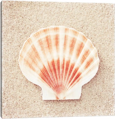 Scallop Shell Canvas Art Print - Sea Shell Art