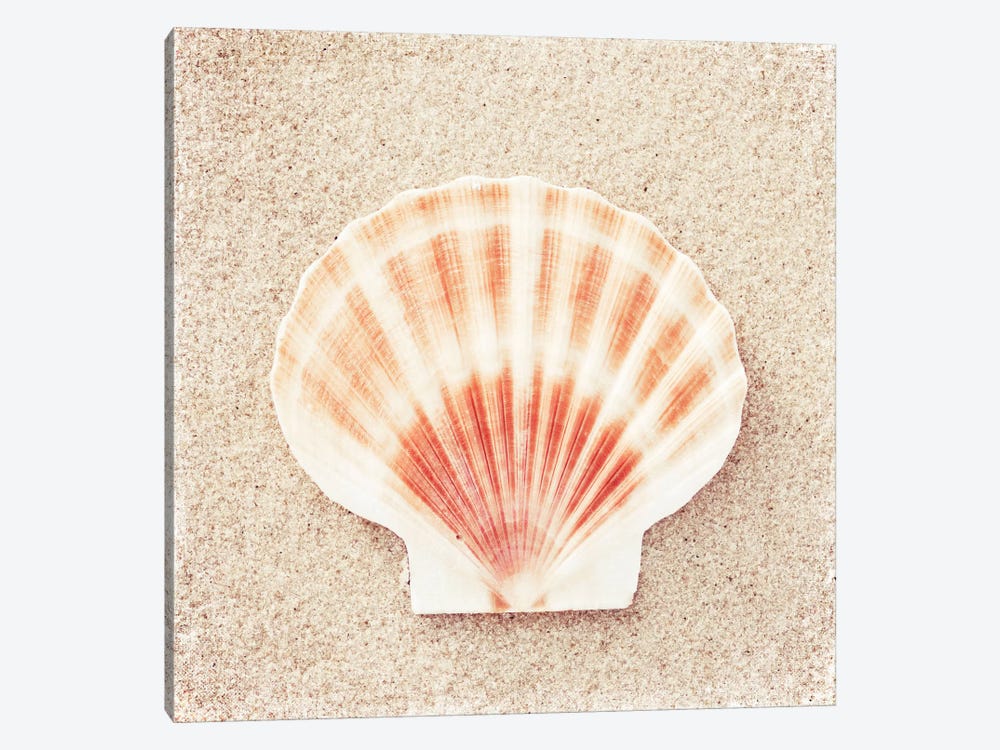 Scallop Shell by Carolyn Cochrane 1-piece Art Print